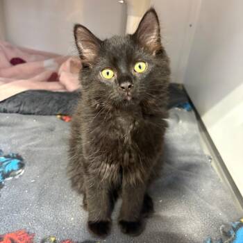 Big Ben -  Domestic Medium Hair Cat for Adoption in Puslinch, Ontario - Big Ben | PetCurious