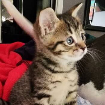 Rescue Domestic Short Hair Cats for Adoption in Duck River, Tennessee - Gus | PetCurious