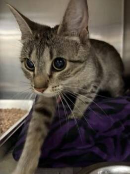 Lilo -  Domestic Short Hair Cat for Adoption in Lowell, Massachusetts - Lilo | PetCurious