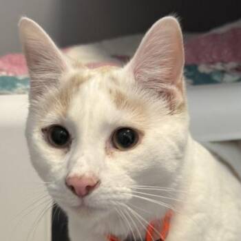 Dew -  Domestic Short Hair Cat for Adoption in Lansing, Michigan - Dew | PetCurious