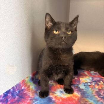 Procrastination Station -  Domestic Short Hair Cat for Adoption in Davenport, Iowa - Procrastination Station | PetCurious