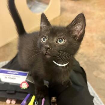 Domestic Short Hair Cats Available for Adoption in Walnut Creek, California - Reiju | PetCurious