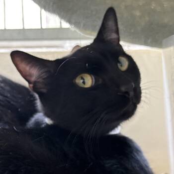 Domestic Short Hair Cats Available for Adoption in Goleta, California - Smoke | PetCurious