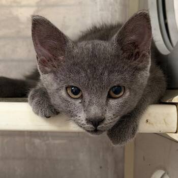 Plight -  Domestic Short Hair Cat for Adoption in Des Moines, Iowa - Plight | PetCurious