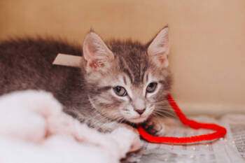 Rescue Domestic Short Hair Cats for Adoption in North Charleston, South Carolina - 88814a Pochita-PetSmart West Ashley | PetCurious