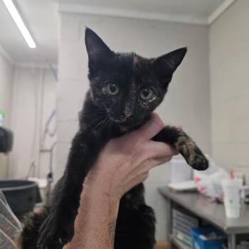 Sammie -  Domestic Short Hair Cat for Adoption in Clanton, Alabama - Sammie | PetCurious