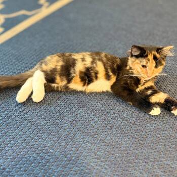 Nutmeg -  Domestic Short Hair Cat for Adoption - Nutmeg | PetCurious