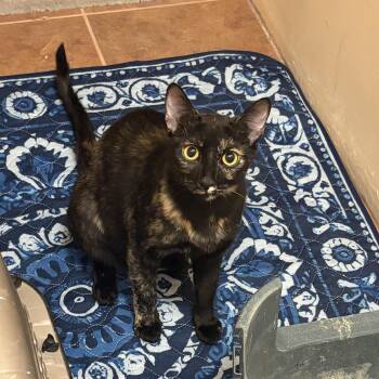 Gracie (ao) -  Tortoiseshell Cat for Adoption in Los Angeles, California - Gracie (ao) | PetCurious
