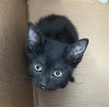 Domestic Short Hair Cats Available for Adoption in Dallas, Texas - RANGO | PetCurious