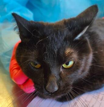 Olympia (O7) -  Domestic Short Hair Cat for Adoption in Lafayette, Indiana - Olympia (O7) | PetCurious
