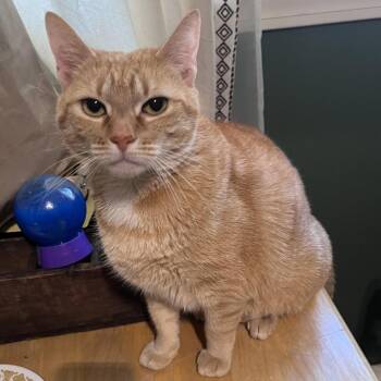 Domestic Short Hair Cats Available for Adoption - Ginger | PetCurious