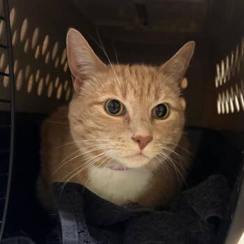 Rafa -  Domestic Short Hair Cat for Adoption in Fairport, New York - Rafa | PetCurious