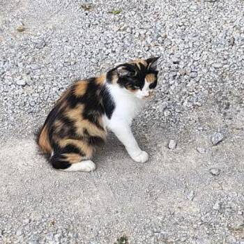 Callie -  Domestic Medium Hair Cat for Adoption in Chanute, Kansas - Callie | PetCurious