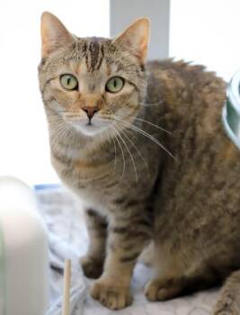 Professor McGonagall fka C21 -  Domestic Short Hair Cat for Adoption in West Chester, Pennsylvania - Professor McGonagall Fka C21 | PetCurious