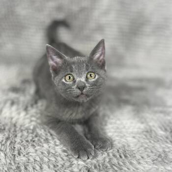 Corona - Andrea foster -  Domestic Short Hair Cat for Adoption in Social Circle, Georgia - Corona - Andrea Foster | PetCurious
