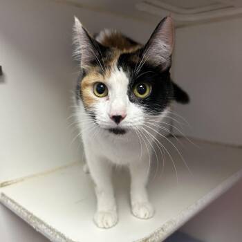 Domestic Short Hair Cats Available for Adoption in Saint Joseph, Missouri - Dottie | PetCurious