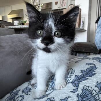SOCKS -  Domestic Short Hair Cat for Adoption in Richmond, California - SOCKS | PetCurious