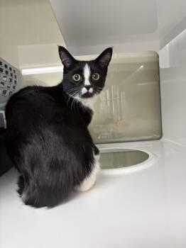 Coco -  Domestic Short Hair Cat for Adoption in Saint Paul, Minnesota - Coco | PetCurious