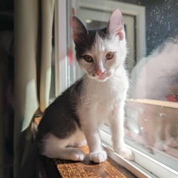 Craig -  Domestic Short Hair Cat for Adoption in Beaverton, Oregon - Craig | PetCurious