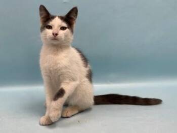 Miso -  Domestic Short Hair Cat for Adoption in Minneapolis, Minnesota - Miso | PetCurious