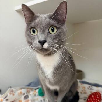 Domestic Short Hair Cats Available for Adoption - Zorro | PetCurious