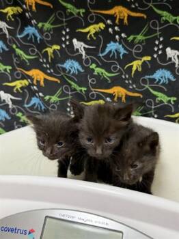 DUSK -  Domestic Short Hair Cat for Adoption in Riverside, California - DUSK | PetCurious