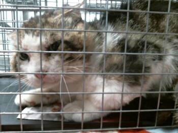 Domestic Short Hair Cats Available for Adoption in Houston, Texas - A2074759 | PetCurious