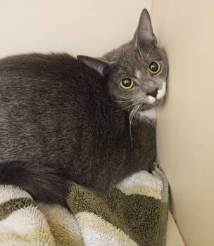 Domestic Short Hair Cats Available for Adoption in Bloomington, Indiana - Nala | PetCurious