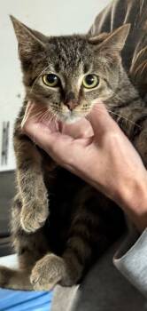 Rescue Abyssinian Cats for Adoption in White Hall, Illinois - Thunder | PetCurious