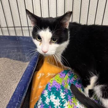 Rescue Domestic Short Hair Cats for Adoption in Buffalo, New York - Jade | PetCurious