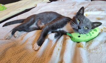 Avani (7 months) -  Domestic Short Hair Cat for Adoption in Los Angeles, California - Avani (7 Months) | PetCurious