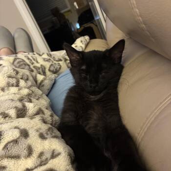 Foxy Roxy -  Domestic Long Hair Cat for Adoption in Freeport, New York - Foxy Roxy | PetCurious