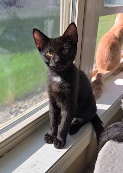 Rescue Domestic Short Hair Cats for Adoption in Big Lake, Minnesota - Orzo | PetCurious