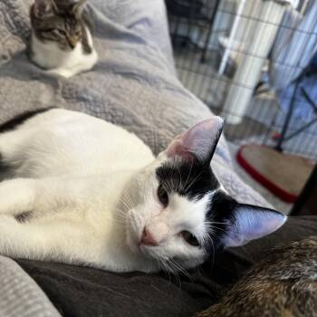 American Shorthair Cats Available for Adoption - Clive Badger | PetCurious