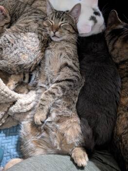 Rescue Domestic Short Hair Cats for Adoption in Cleburne, Texas - Gator | PetCurious