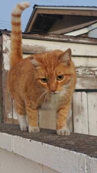 Peaches -  Tabby Cat for Adoption in Huntington Beach, California - Peaches | PetCurious