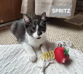 Spritz (sisters are Fizz and Bubbles) -  Tuxedo Cat for Adoption in Brighton, Michigan - Spritz (sisters Are Fizz And Bubbles) | PetCurious