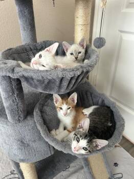 Mortar Hawk -  Tabby and Domestic Short Hair Cat for Adoption in Dallas, Texas - Mortar Hawk | PetCurious