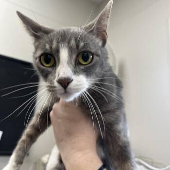 Domestic Short Hair Cats Available for Adoption in Columbiana, Alabama - Honesty | PetCurious