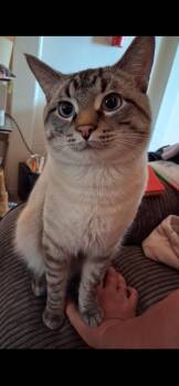 Benny Boy -  Siamese Cat for Adoption in Columbia, Missouri - Benny Boy | PetCurious