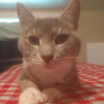 Rescue Domestic Short Hair Cats for Adoption in Abingdon, Maryland - 0625-195 Jack | PetCurious