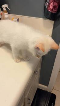 *Mirth -  Domestic Short Hair Cat Available for Adoption in Newnan, Georgia - *Mirth | PetCurious