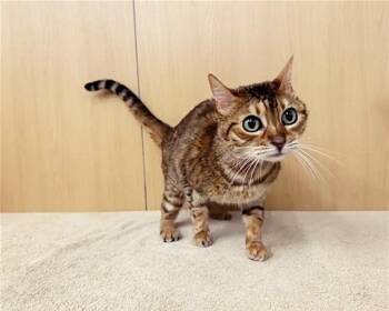 ELLIE -  Domestic Short Hair Cat for Adoption in Brentwood, Missouri - ELLIE | PetCurious
