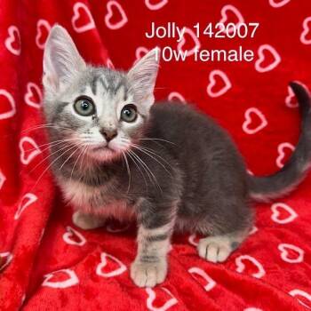 Jolly -  Domestic Short Hair Cat for Adoption in New Tazewell, Tennessee - Jolly | PetCurious