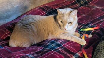 Domestic Short Hair Cats Available for Adoption in Fort Payne, Alabama - Burt And Ernie | PetCurious