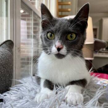 Domestic Short Hair Cats Available for Adoption in Knoxville, Tennessee - Pearl | PetCurious