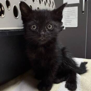 Misty -  Domestic Short Hair Cat for Adoption in Springfield, Georgia - Misty | PetCurious