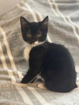 Alex -  Domestic Short Hair Cat for Adoption in Vallejo, California - Alex | PetCurious