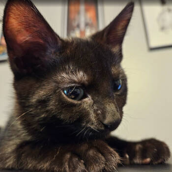 Rescue Domestic Short Hair Cats for Adoption in Abingdon, Maryland - 1125-01 Brock | PetCurious