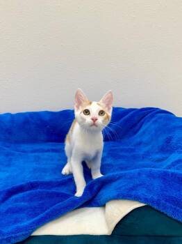 Squash -  Tabby Cat for Adoption in Newberg, Oregon - Squash | PetCurious